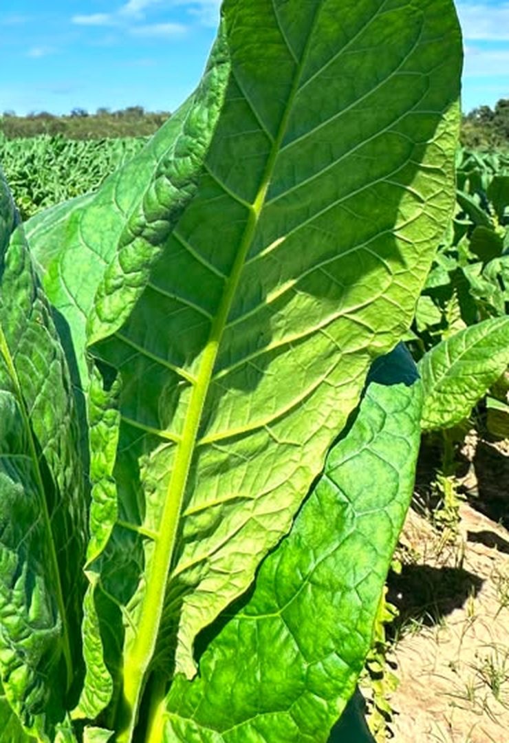 Fresh green tobacco leaves growing in the field