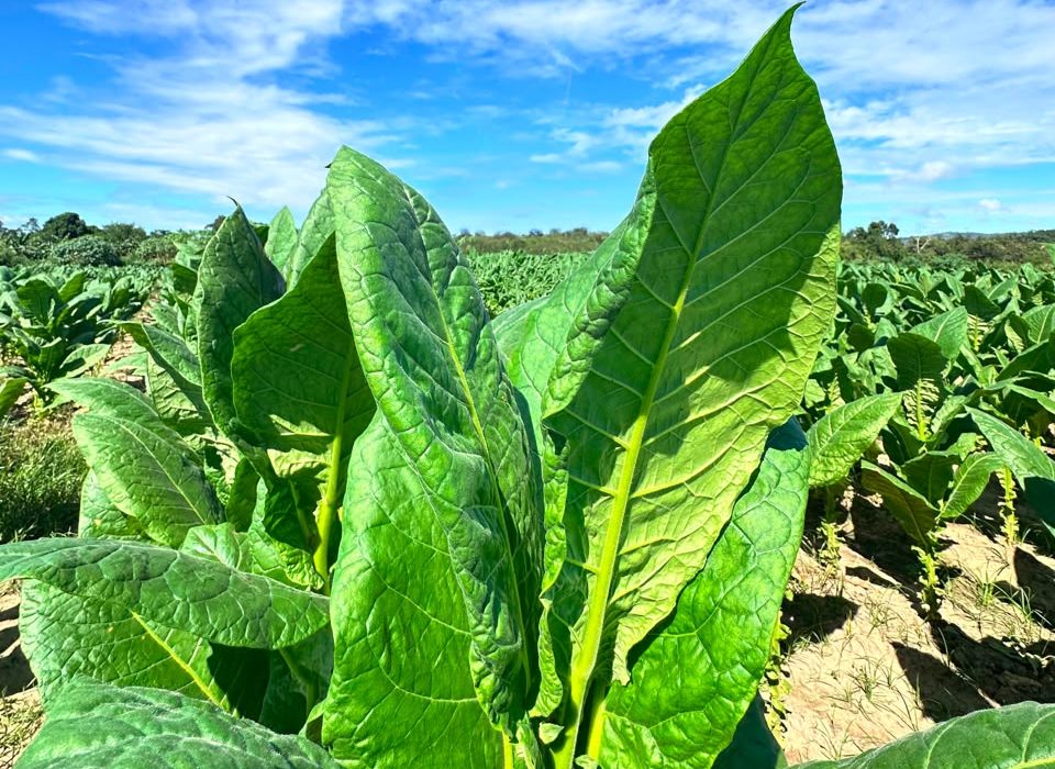 Tobacco plants growing in a field under a blue sky