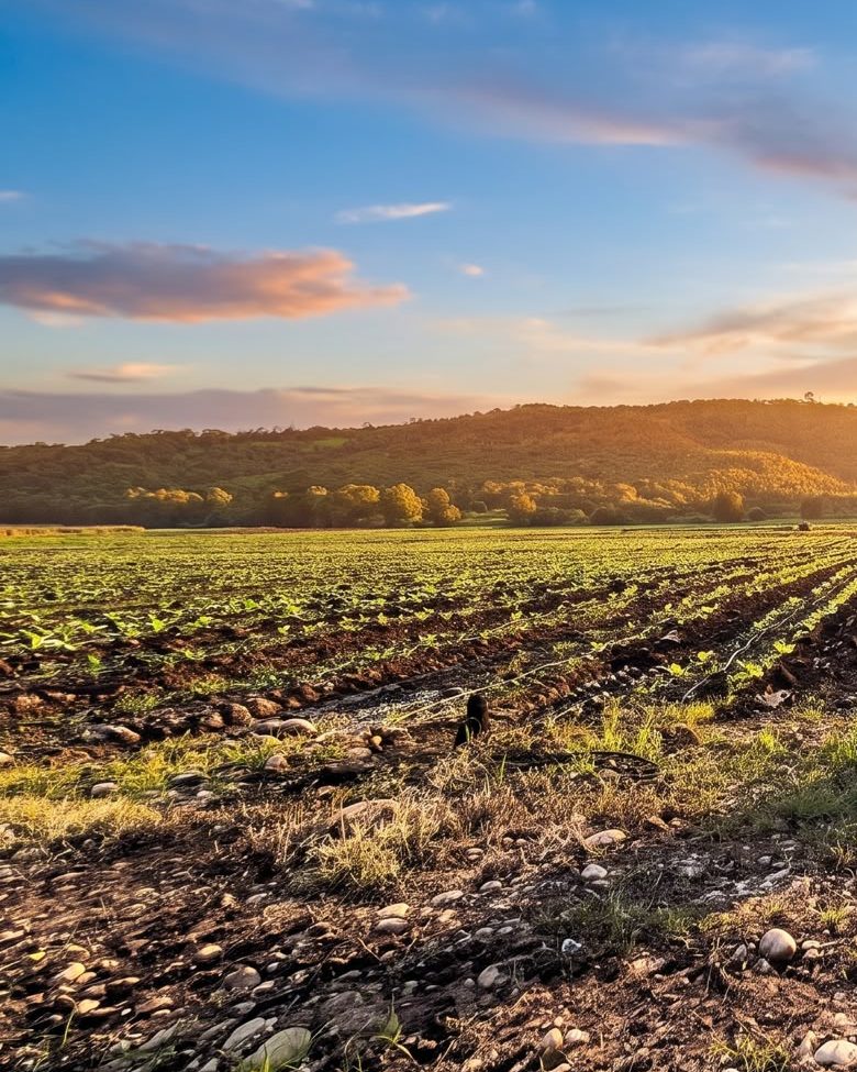Sunlit hills above a tobacco field at sunset