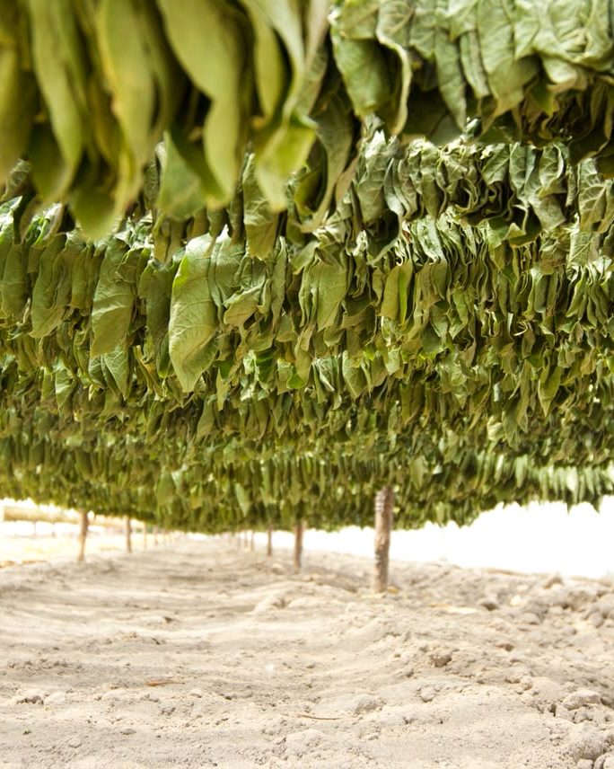 Tobacco leaves hanging to cure in a drying barn